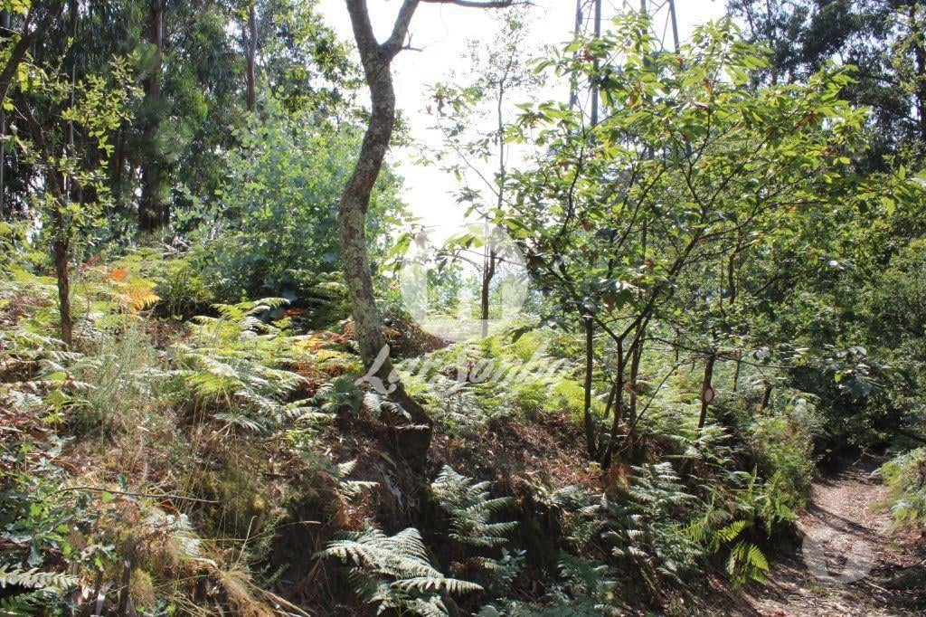 Terrenos Barcelos - Fotos para Barcelos-Bouça com 40 000 m2, em Barcelos (265-T-00335)