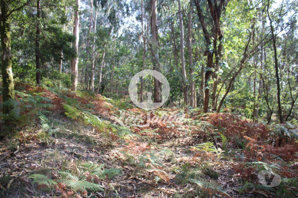 Terrenos Barcelos - Fotos para Barcelos-Bouça com 40 000 m2, em Barcelos (265-T-00335)