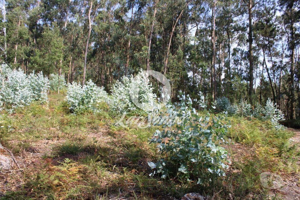 Terrenos Barcelos - Fotos para Barcelos-Bouça com 40 000 m2, em Barcelos (265-T-00335)