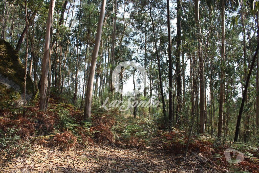 Terrenos Barcelos - Fotos para Barcelos-Bouça com 40 000 m2, em Barcelos (265-T-00335)