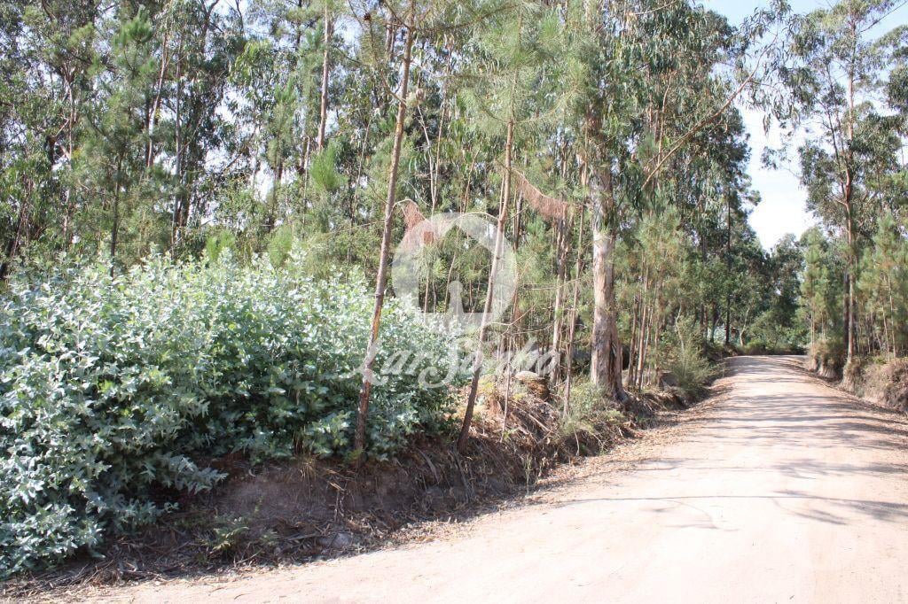 Terrenos Barcelos - Fotos para Barcelos-Bouça com 40 000 m2, em Barcelos (265-T-00335)