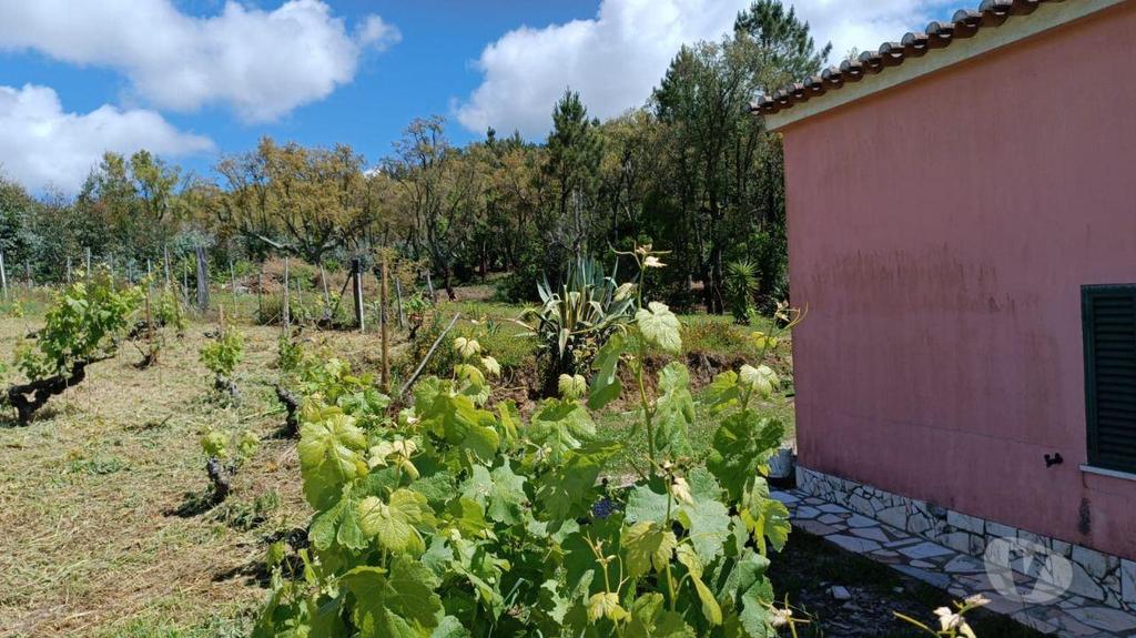 Terrenos Portalegre - Fotos para QUINTA COM UMA ÁREA DE 6.625 hectares EM PORTALEGRE (262)