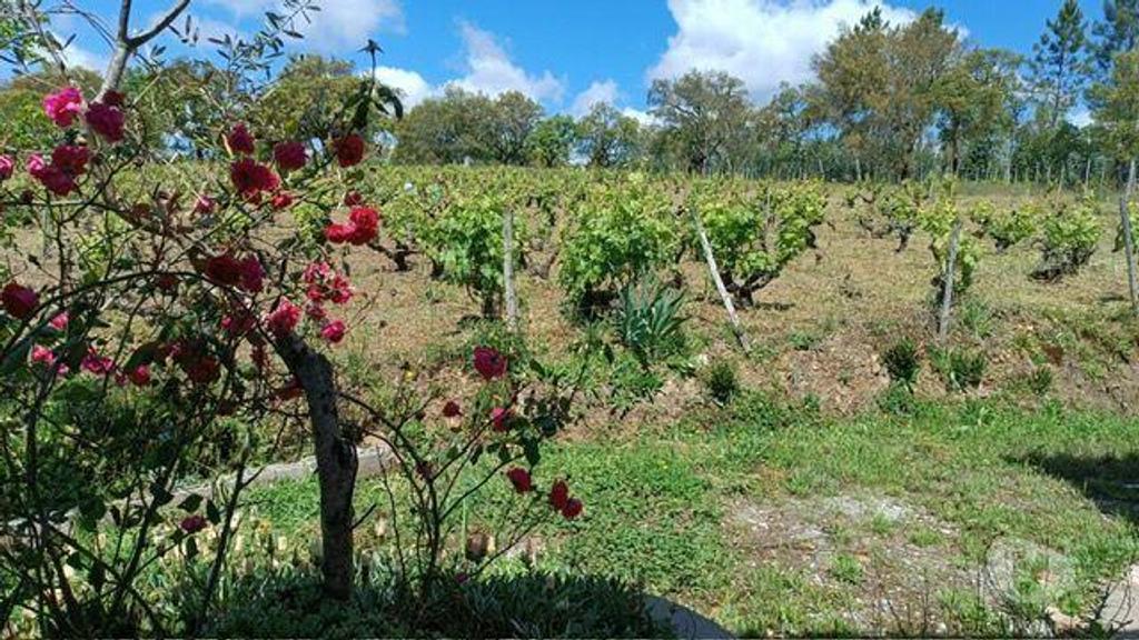 Terrenos Portalegre - Fotos para QUINTA COM UMA ÁREA DE 6.625 hectares EM PORTALEGRE (262)