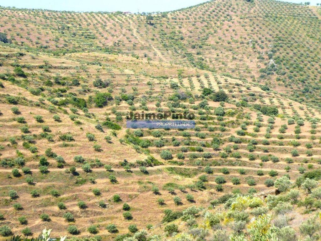 Terrenos Figueira de Castelo Rodrigo - Fotos para Olival 65 000m2, 700 oliveiras. Portugal, F. C. Rodrigo, Barca