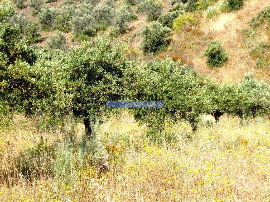 Terrenos Figueira de Castelo Rodrigo - Fotos para Olival 65 000m2, 700 oliveiras. Portugal, F. C. Rodrigo, Barca