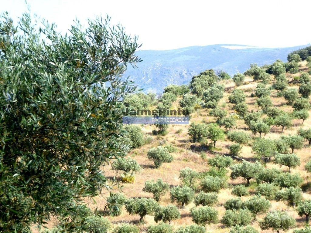Terrenos Figueira de Castelo Rodrigo - Fotos para Olival 65 000m2, 700 oliveiras. Portugal, F. C. Rodrigo, Barca