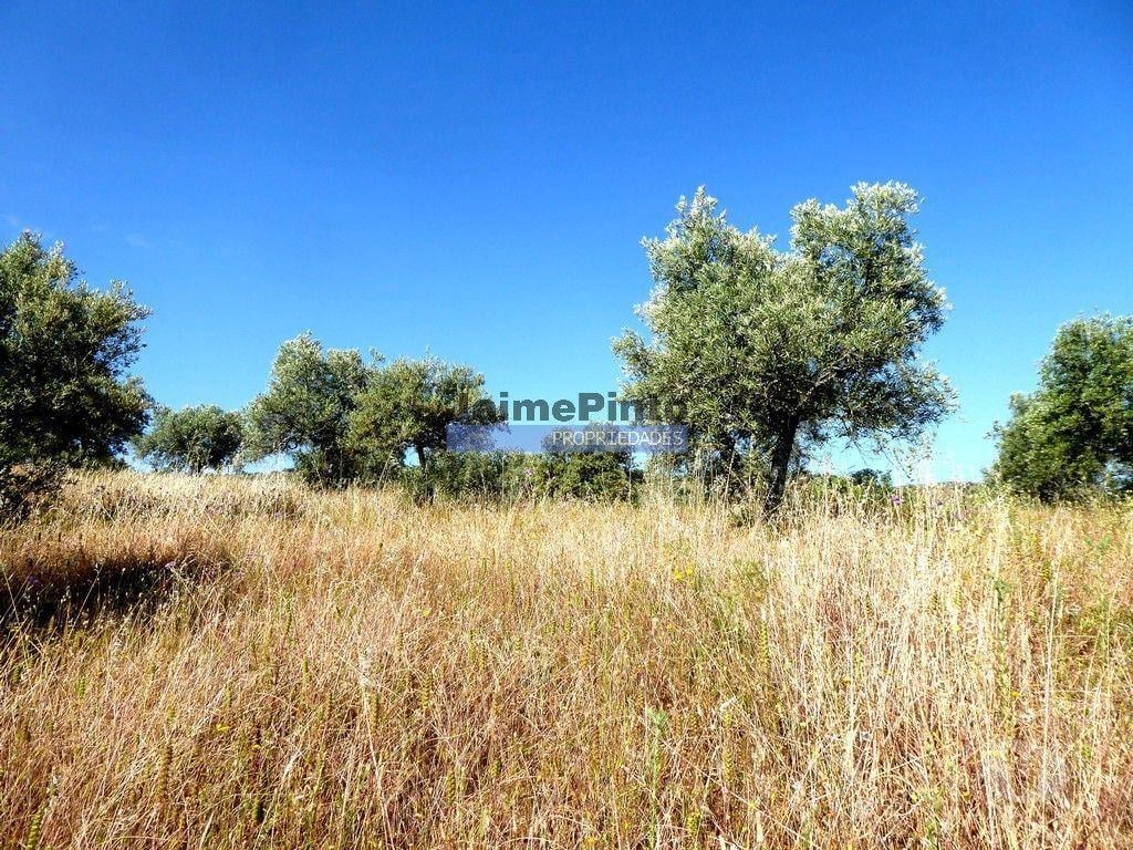 Terrenos Figueira de Castelo Rodrigo - Fotos para Olival 65 000m2, 700 oliveiras. Portugal, F. C. Rodrigo, Barca