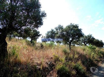 Terrenos - Fotos para Olival 65 000m2, 700 oliveiras. Portugal, F. C. Rodrigo, Barca
