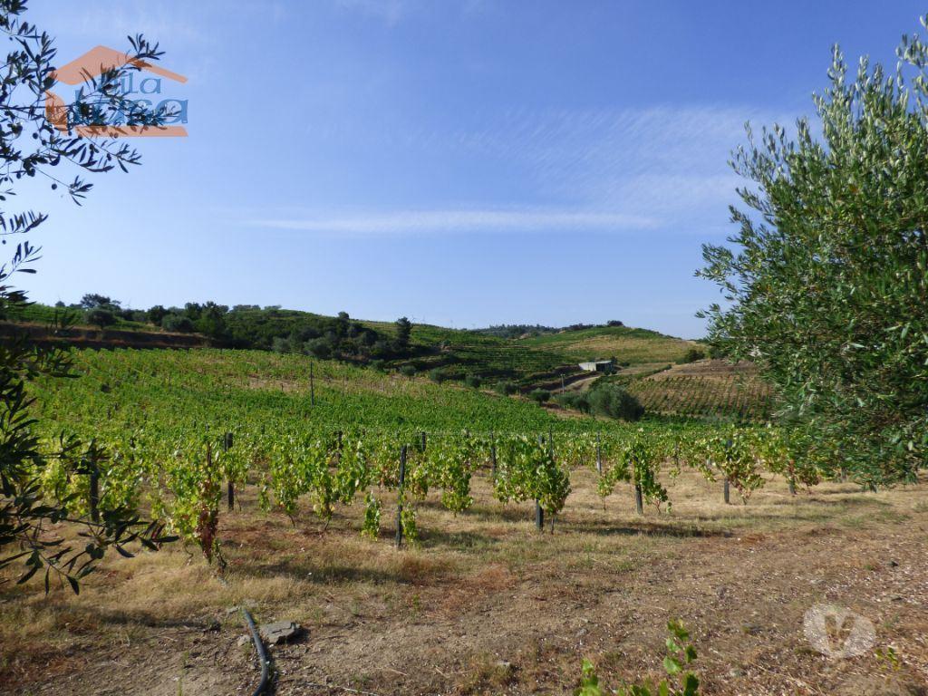 Terrenos Tabuaço - Fotos para Tabuaco-Quinta no Douro de excelente qualidade (803181005)