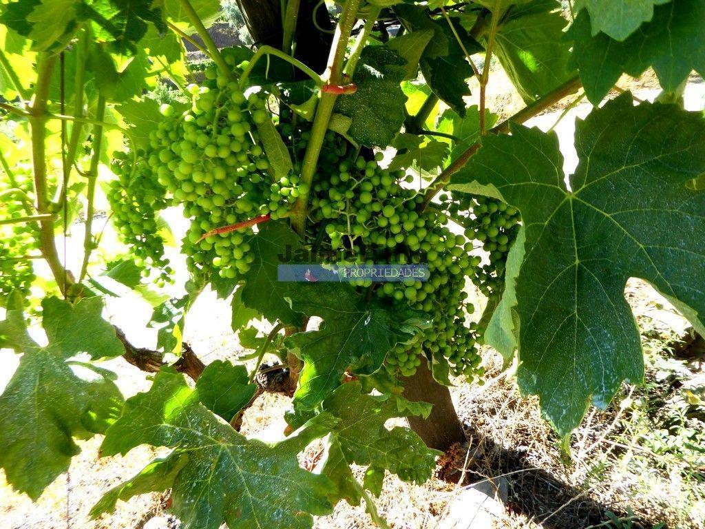 Terrenos Alijó - Fotos para Quinta 10ha de Vinho do Porto e DOC, Pinhão. Portugal, Douro.