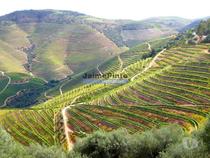 Quinta 10ha de Vinho do Porto e DOC, Pinhão. Portugal, Douro.