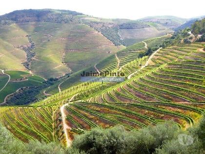 Terrenos a venda - Fotos para Quinta 10ha de Vinho do Porto e DOC, Pinhão. Portugal, Douro.