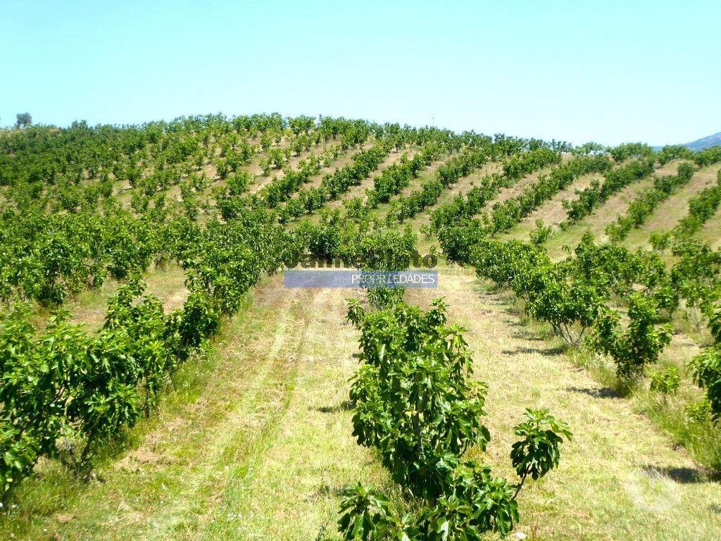 Terrenos Mirandela - Fotos para 150.000m2 com Figueiras Biológicas, em Trás-os-Montes. Portugal,