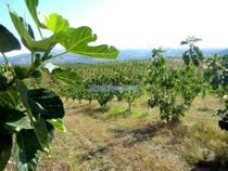 150.000m2 com Figueiras Biológicas, em Trás-os-Montes. Portugal,