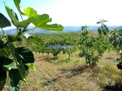 Terrenos a venda - Fotos para 150.000m2 com Figueiras Biológicas, em Trás-os-Montes. Portugal,