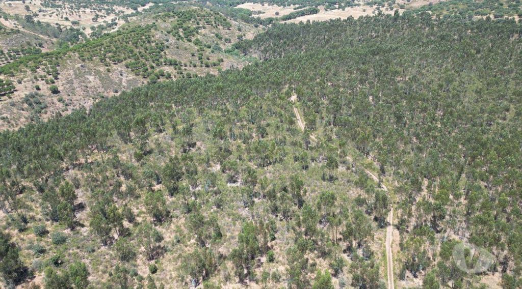 Terrenos Alandroal - Fotos para Terreno de 71 Hectares com Ruína e Viabilidade para Turismo