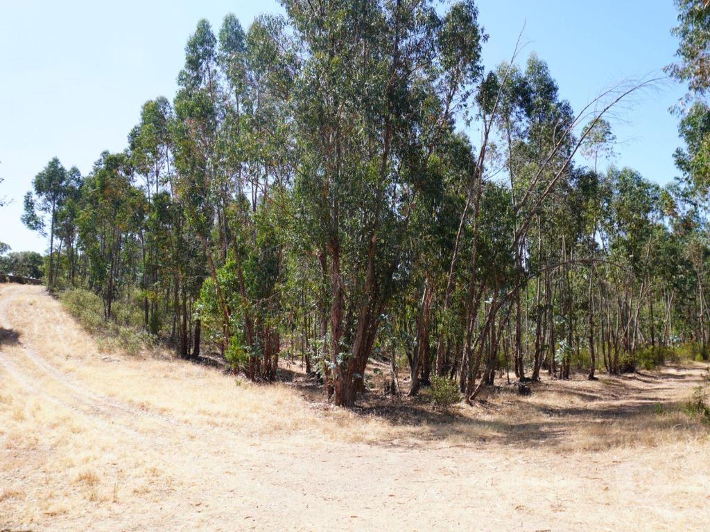 Terrenos Alandroal - Fotos para Terreno de 29 Hectares com Viabilidade para Turismo Rural em