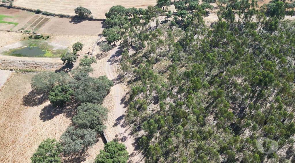 Terrenos Alandroal - Fotos para Terreno de 29 Hectares com Viabilidade para Turismo Rural em