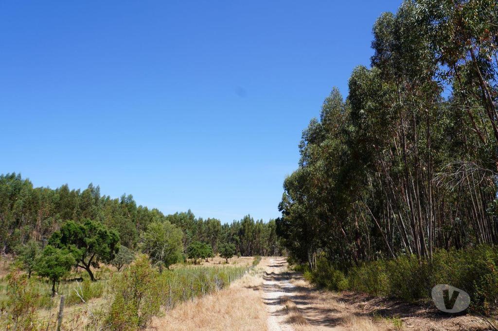 Terrenos Alandroal - Fotos para Terreno de 29 Hectares com Viabilidade para Turismo Rural em
