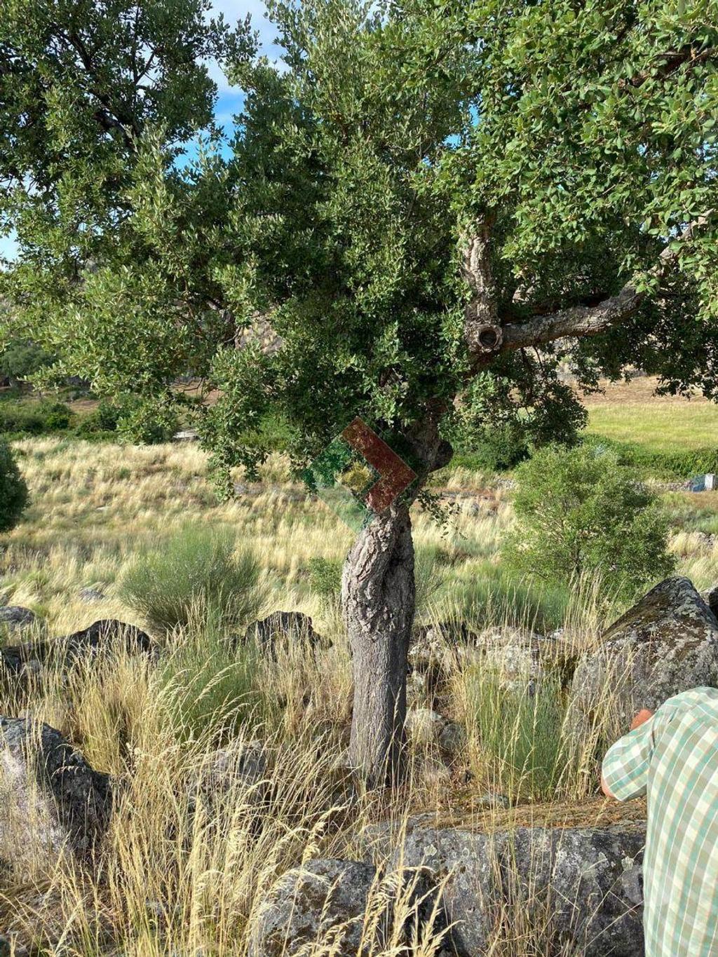 Terrenos Marvão - Fotos para Marvao-TERRENO AGRÍCOLA EM BARRETOS (JG.11222)