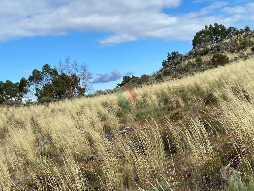 Terrenos Marvão - Fotos para Marvao-TERRENO AGRÍCOLA EM BARRETOS (JG.11222)