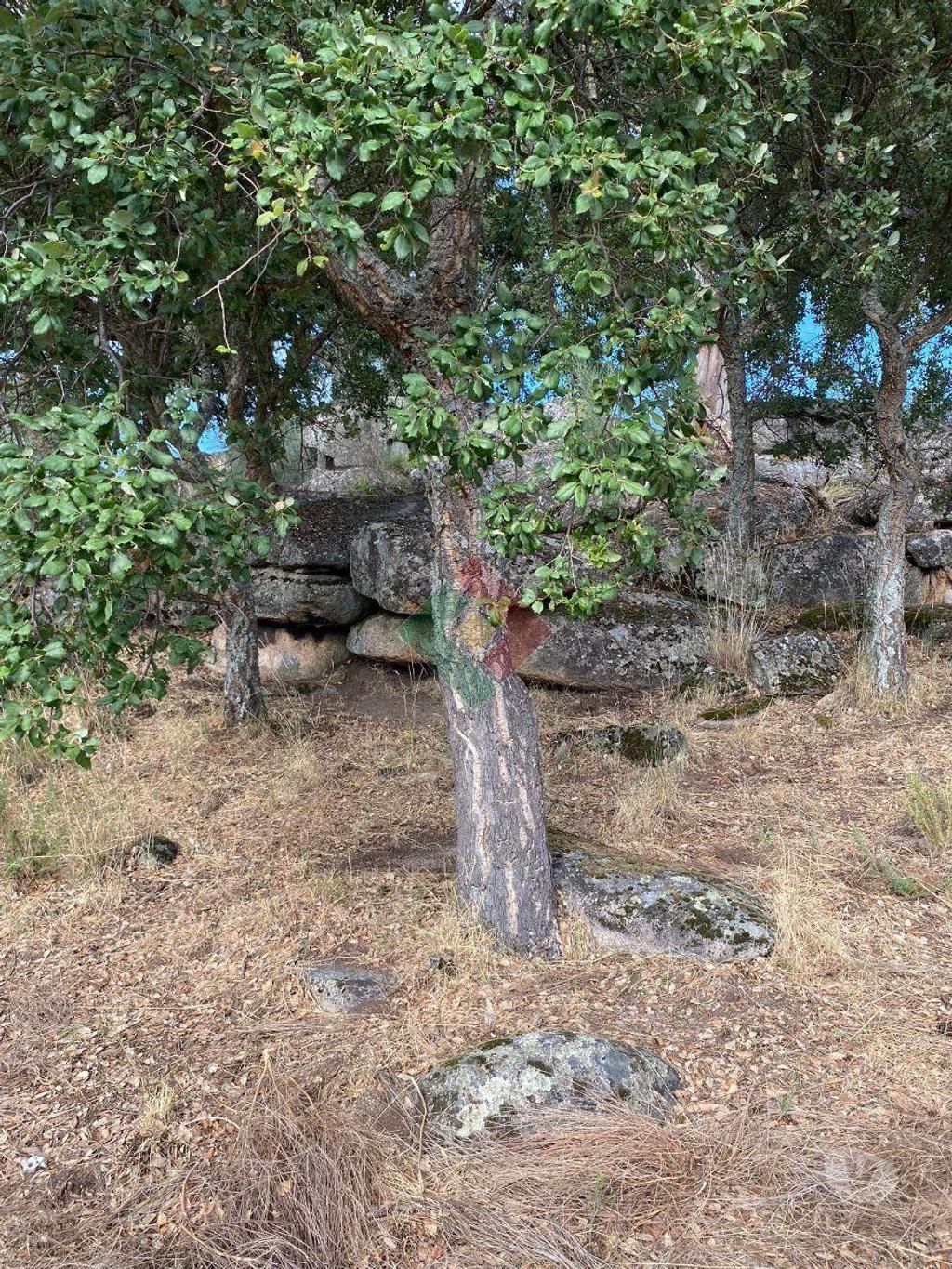 Terrenos Marvão - Fotos para Marvao-TERRENO AGRÍCOLA EM BARRETOS (JG.11222)