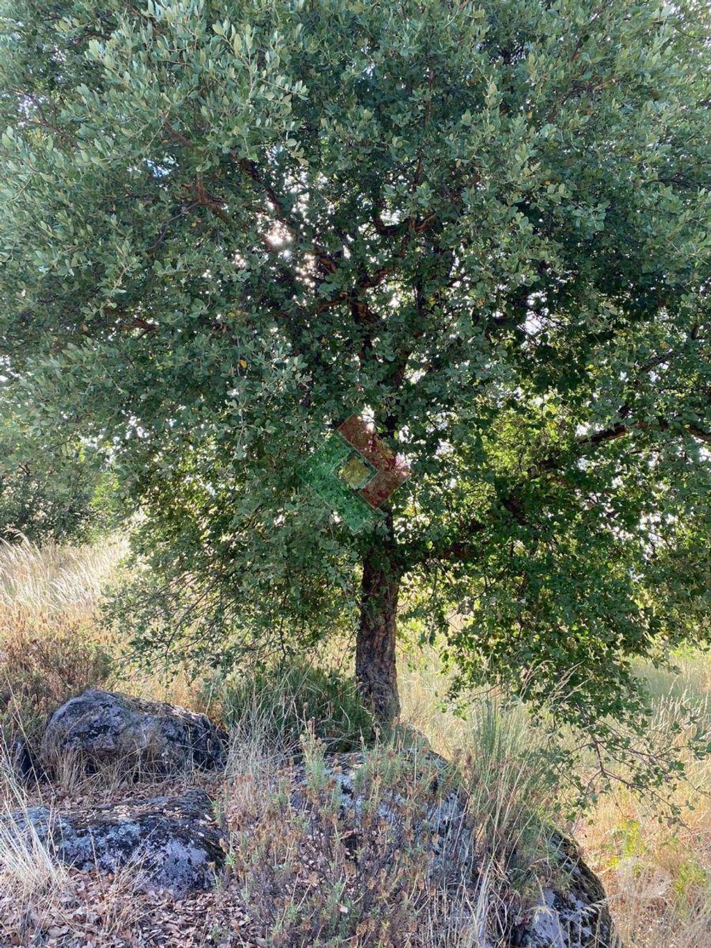 Terrenos Marvão - Fotos para Marvao-TERRENO AGRÍCOLA EM BARRETOS (JG.11222)