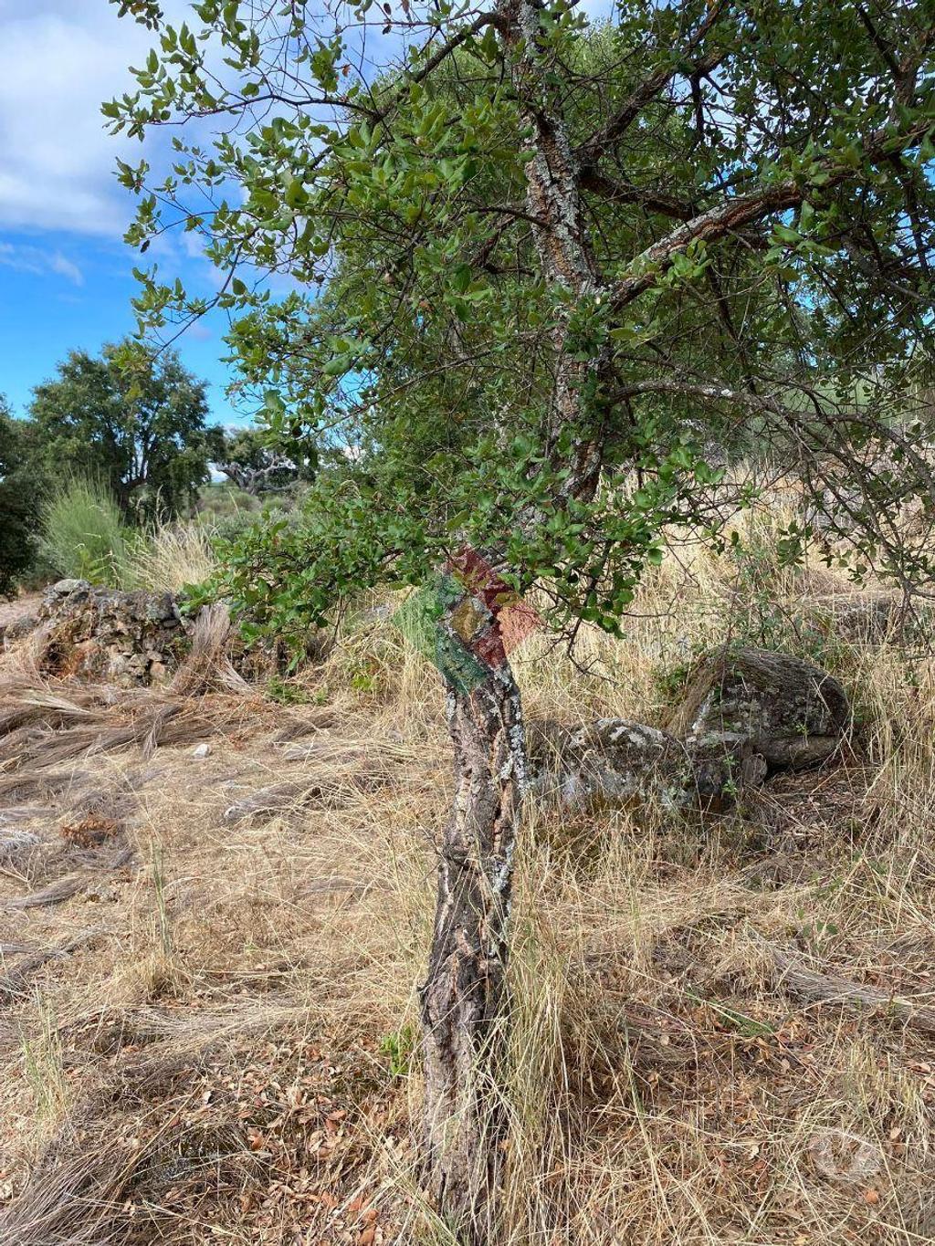 Terrenos Marvão - Fotos para Marvao-TERRENO AGRÍCOLA EM BARRETOS (JG.11222)