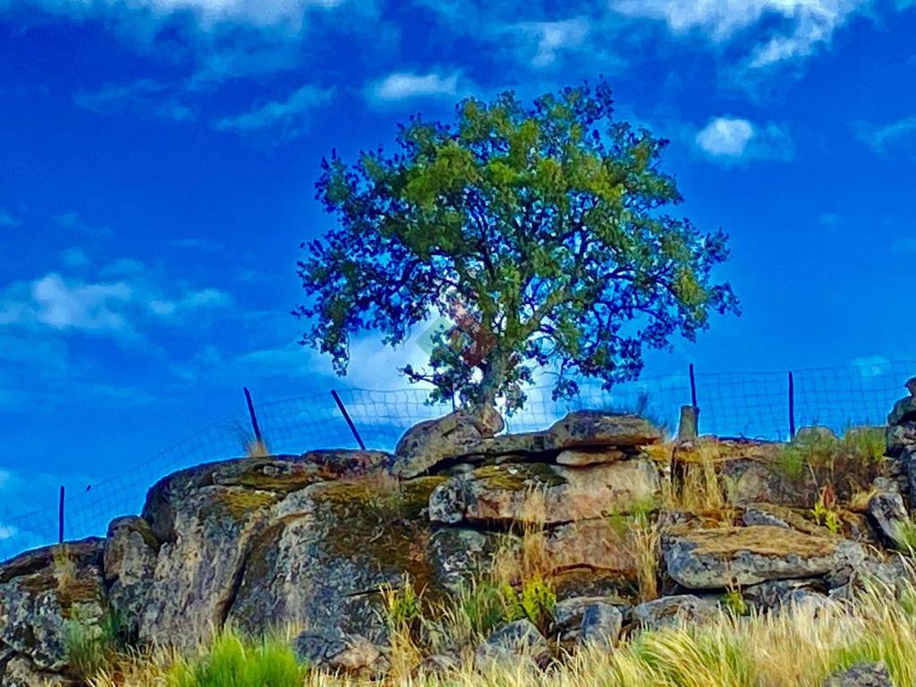Terrenos Marvão - Fotos para Marvao-TERRENO AGRÍCOLA EM BARRETOS (JG.11222)