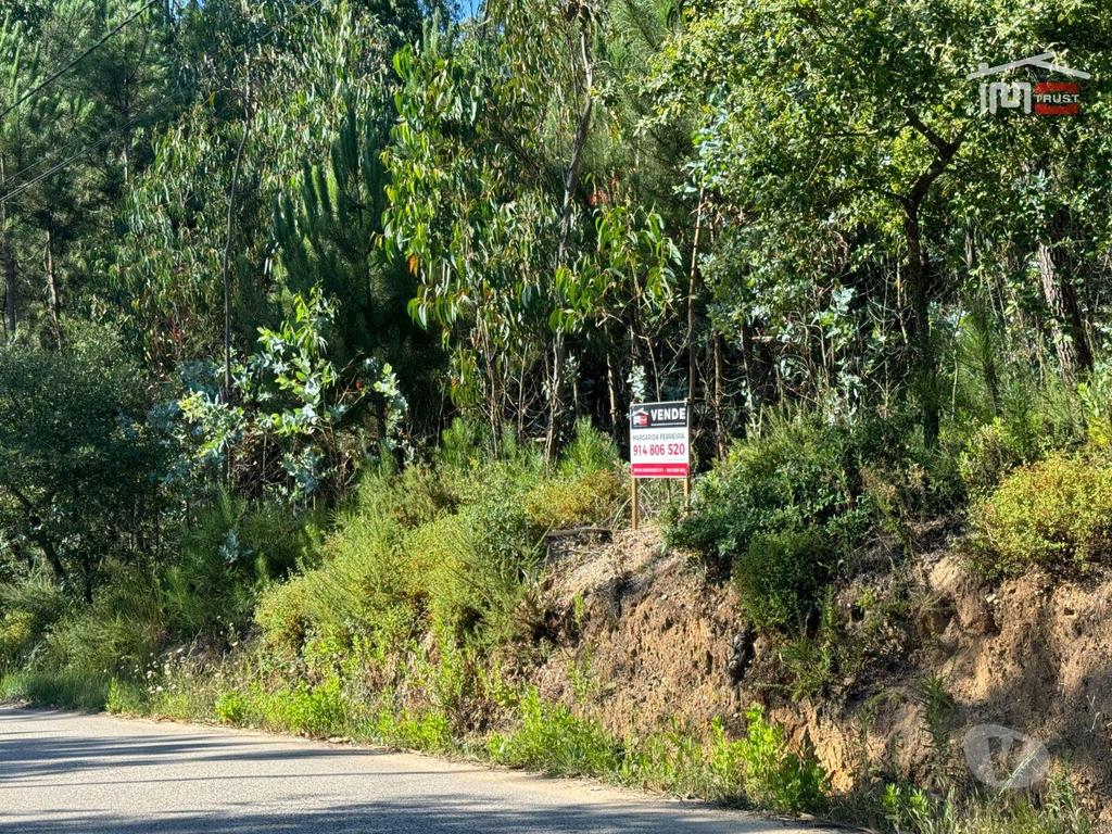 Terrenos Ourém - Fotos para Terreno com área total de 6.800 m2 de pinhal e eucaliptos no
