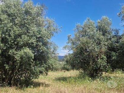 Terrenos - Fotos para Loteamento p armazéns, para venda, Mealhada - Casal Comba