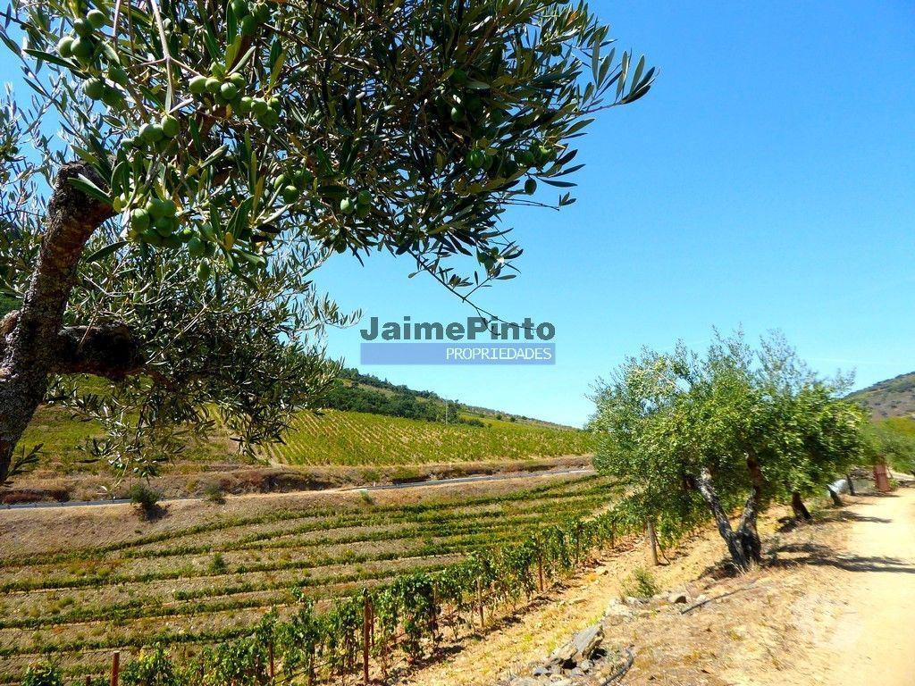 Terrenos Vila Nova de Foz Côa - Fotos para 1.570.000m2, Vinha, Olival, Amendoal, Casa. Portugal, Douro, Foz