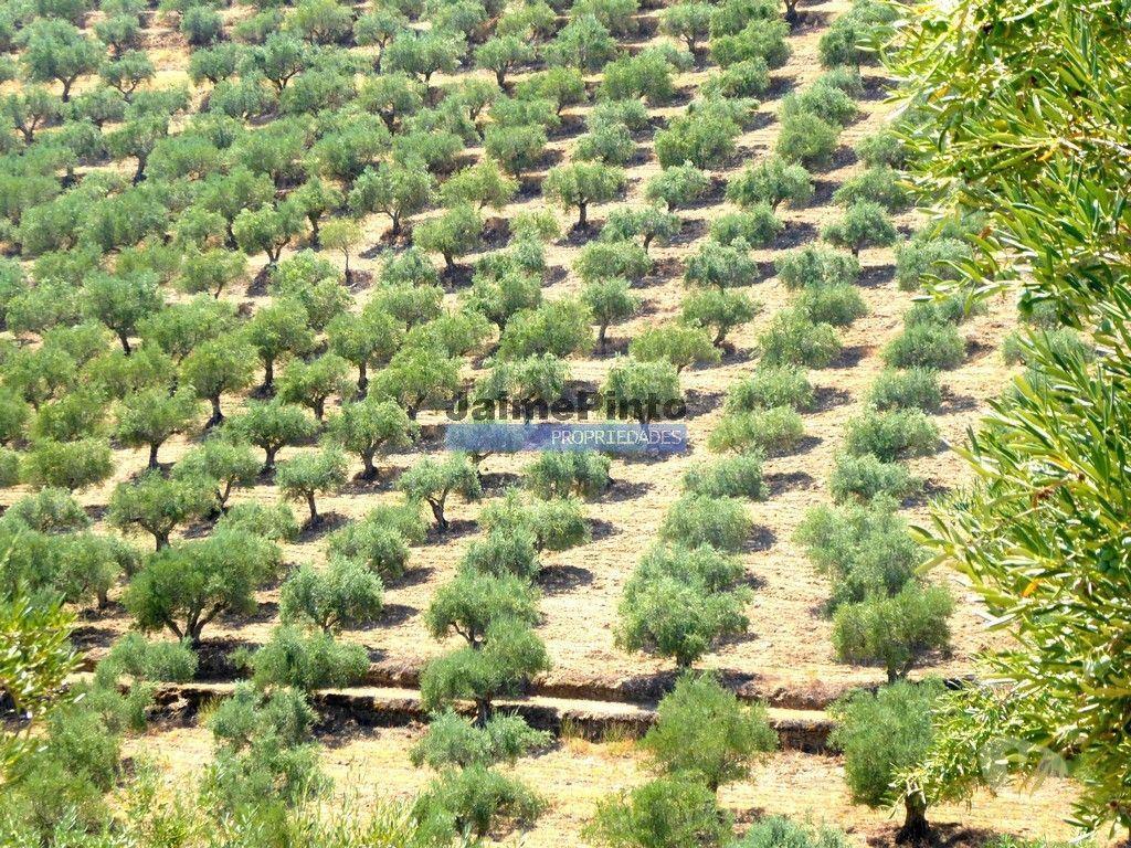 Terrenos Vila Nova de Foz Côa - Fotos para 1.570.000m2, Vinha, Olival, Amendoal, Casa. Portugal, Douro, Foz