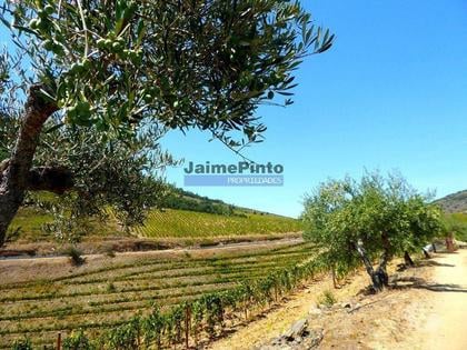 Terrenos e Quintas - Fotos para 1.570.000m2, Vinha, Olival, Amendoal, Casa. Portugal, Douro, Foz