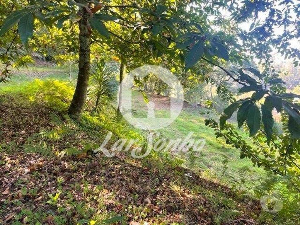 Terrenos Barcelos - Fotos para Barcelos-Quinta em Barcelos (265-Q-01592)