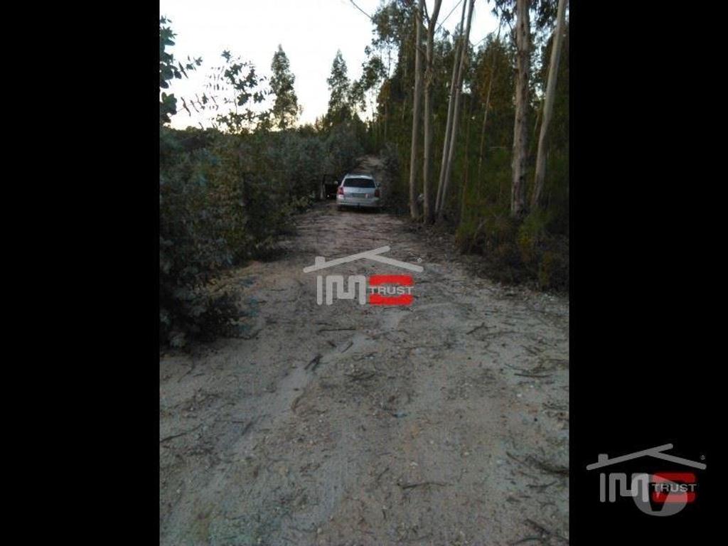 Terrenos Ourém - Fotos para Ourem-TERRENO c PINHAL e eucaliptos (1-T-1115044)
