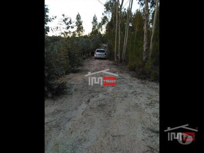 Terrenos - Fotos para Ourem-TERRENO c PINHAL e eucaliptos (1-T-1115044)