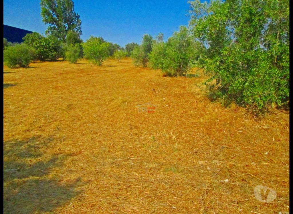 Terrenos Tomar - Fotos para Terreno muito bem localizado para construção de armazém