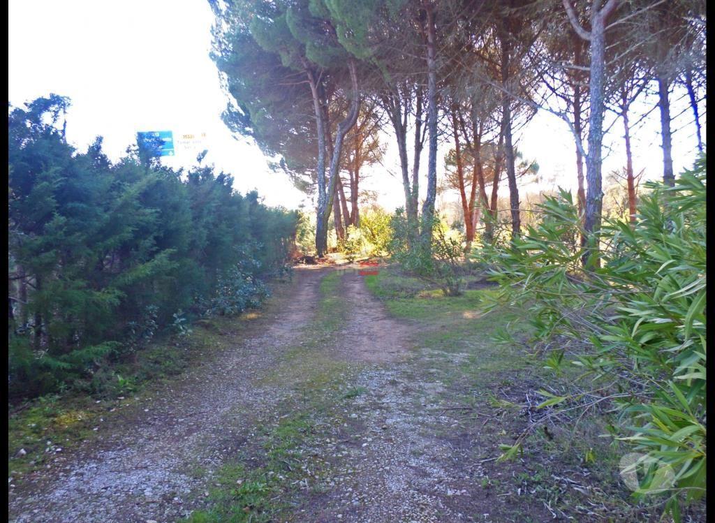 Terrenos Tomar - Fotos para Tomar-Terreno com casa agrícola e tanque (3-T-310619006)