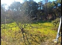 Tomar-Terreno com casa agrícola e tanque (3-T-310619006)