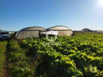 Terreno agrícola em Navais, na Póvoa de Varzim (240-T-23024)