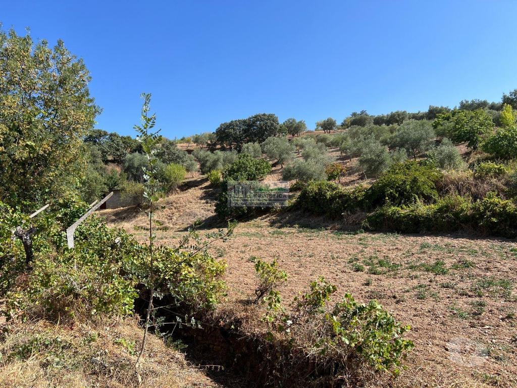 Terrenos Alfândega da Fé - Fotos para Alfandega-da-fe-Quintinha com Olival em Alfândega da Fé (Q 00431)