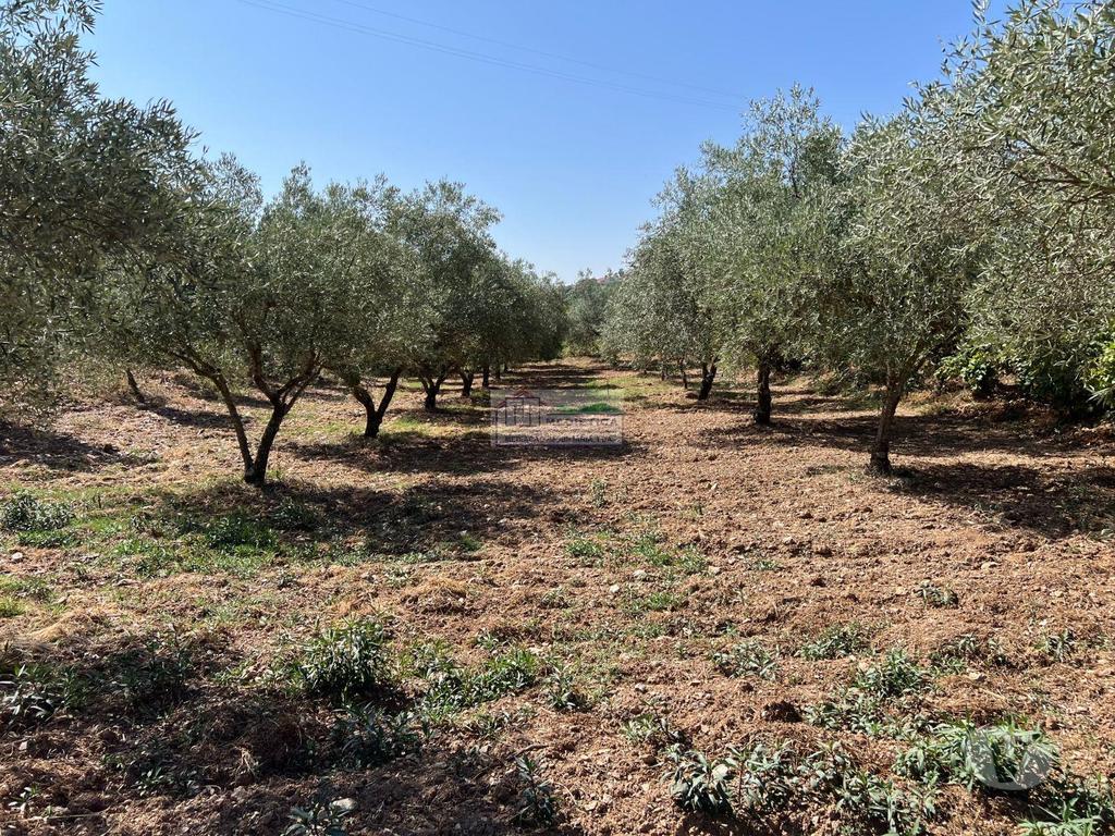 Terrenos Alfândega da Fé - Fotos para Alfandega-da-fe-Quintinha com Olival em Alfândega da Fé (Q 00431)