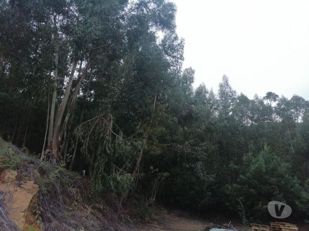 Terrenos Portalegre - Fotos para Terreno rústico, para venda, Portalegre - Reguengo e São Julião
