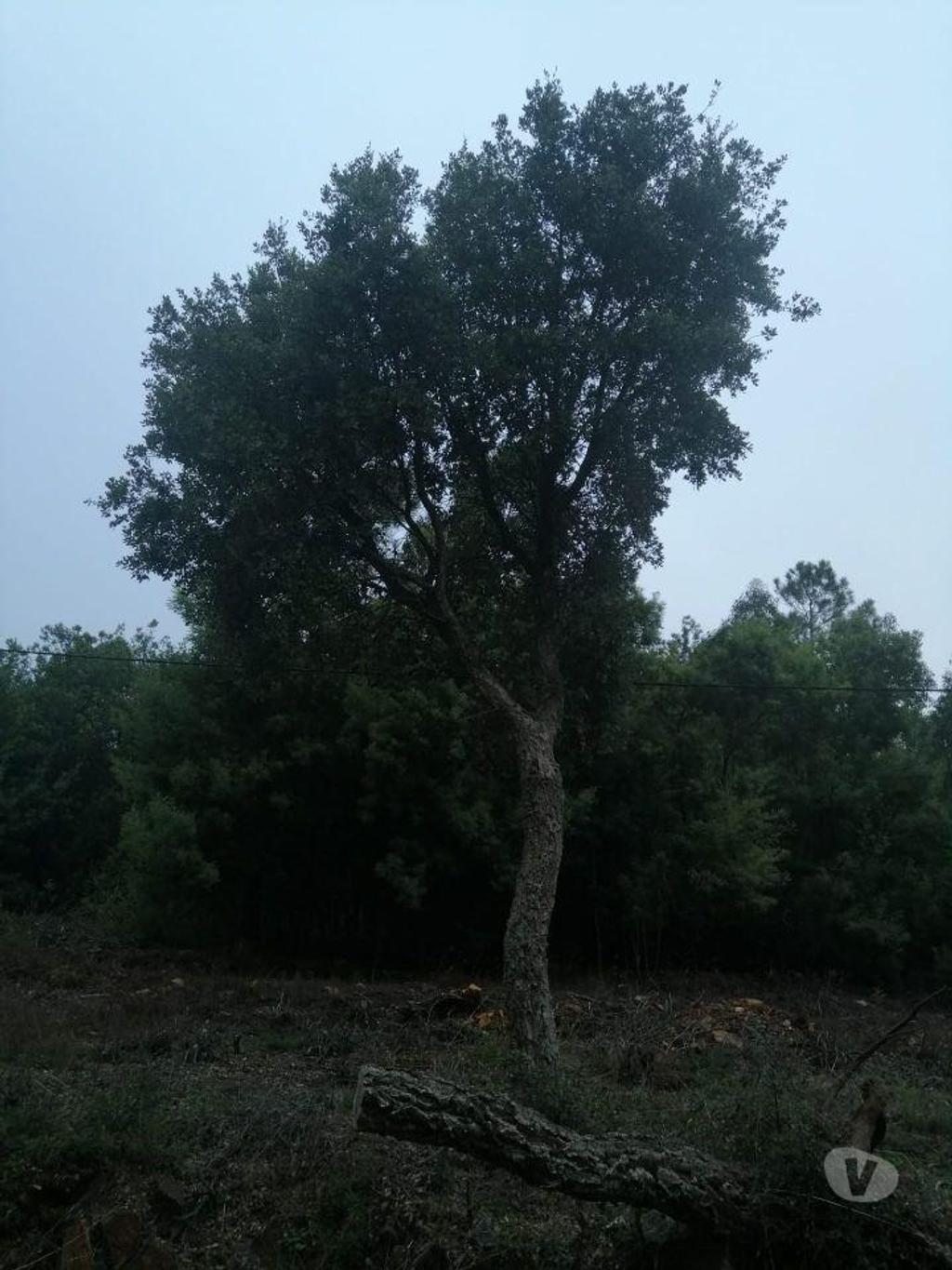 Terrenos Portalegre - Fotos para Terreno rústico, para venda, Portalegre - Reguengo e São Julião