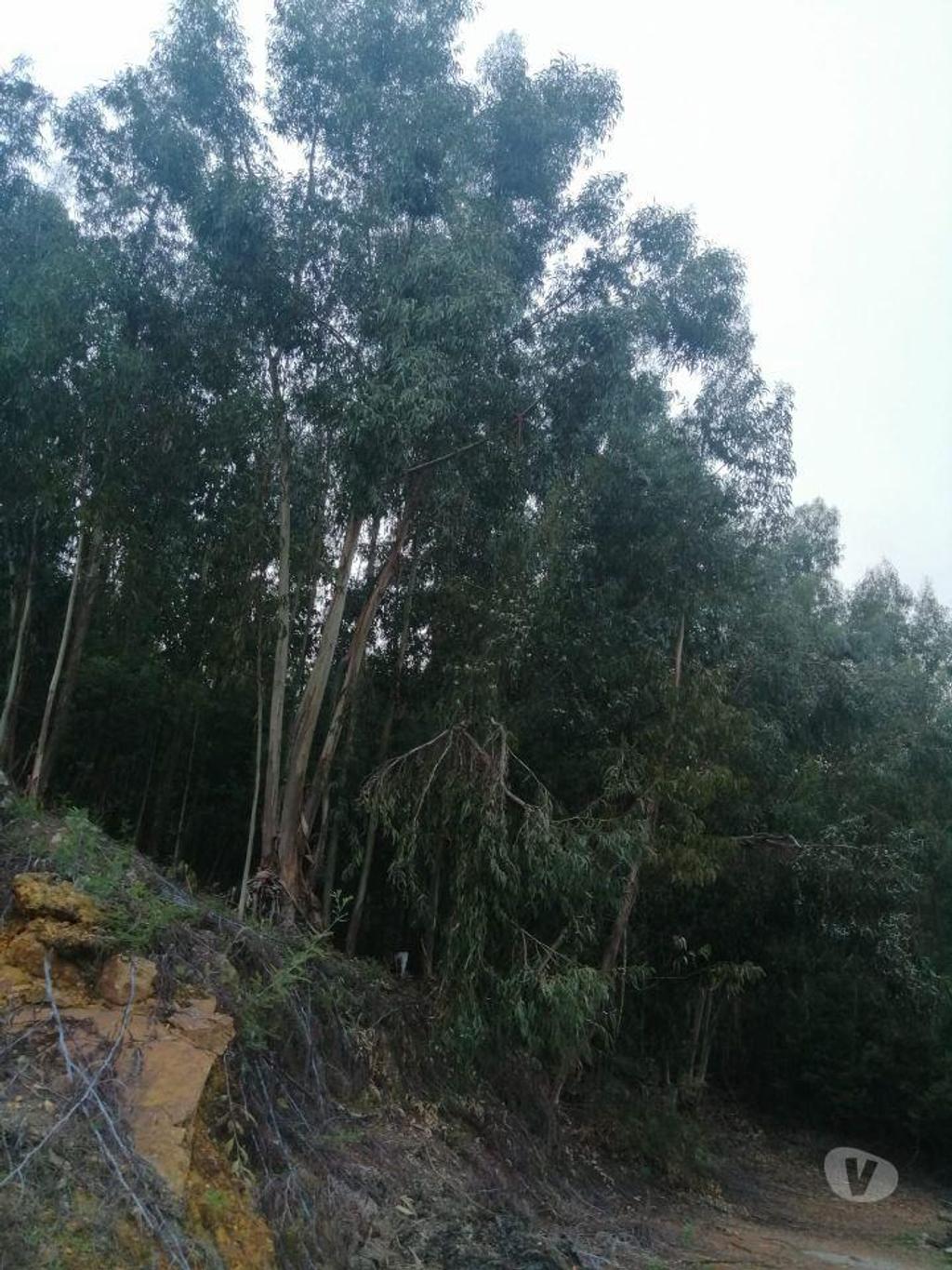 Terrenos Portalegre - Fotos para Terreno rústico, para venda, Portalegre - Reguengo e São Julião