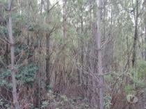 Fotos para Terreno rústico, para venda, Portalegre - Reguengo e São Julião