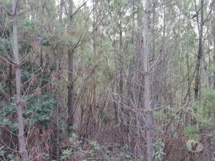 Terrenos a venda - Fotos para Terreno rústico, para venda, Portalegre - Reguengo e São Julião