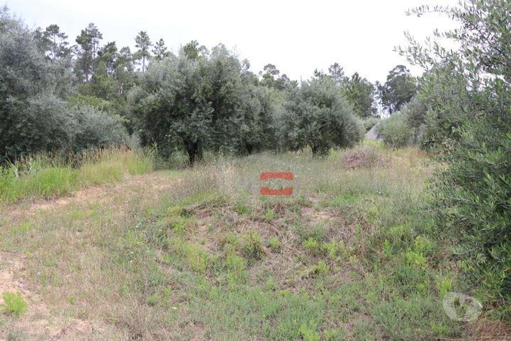 Terrenos Ourém - Fotos para Ourem-Terreno com oliveiras (1-T-110019037)
