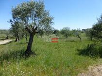 Fotos para Torres-novas-Terreno Paço (3-T-34316021)
